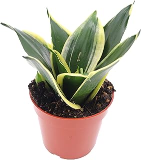 Snake Plant Sansevieria Black Gold - 4" from California Tropicals