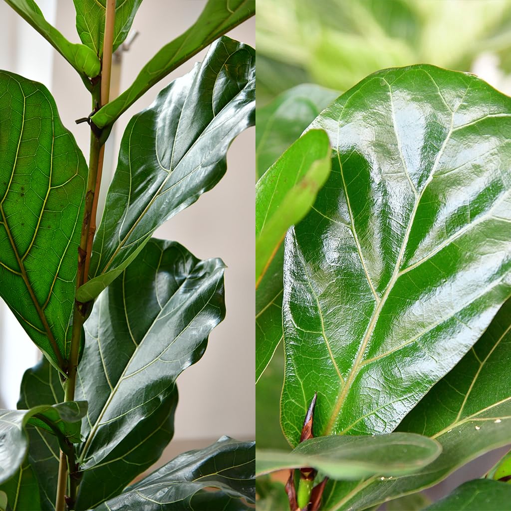 Geigenfeige Ficus lyrata - große Zimmerpflanze 100-110 cm - Topf Ø19-21 cm - pflegeleicht - 1x pro Woche gießen - heller Standort - ideale Bodenpflanze für Wohnzimmer & Büro