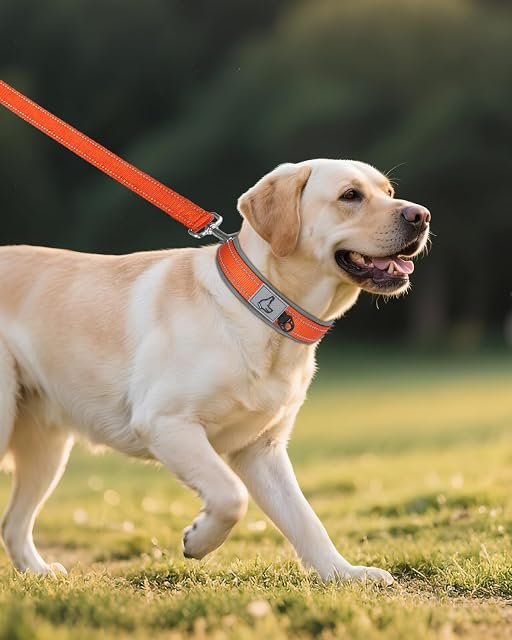Foto 7 de 7 de Joytale Collar Perro Grande Resistente, Reflectante Ajustable de Acolchado Neopreno Nylon, Naranja, L