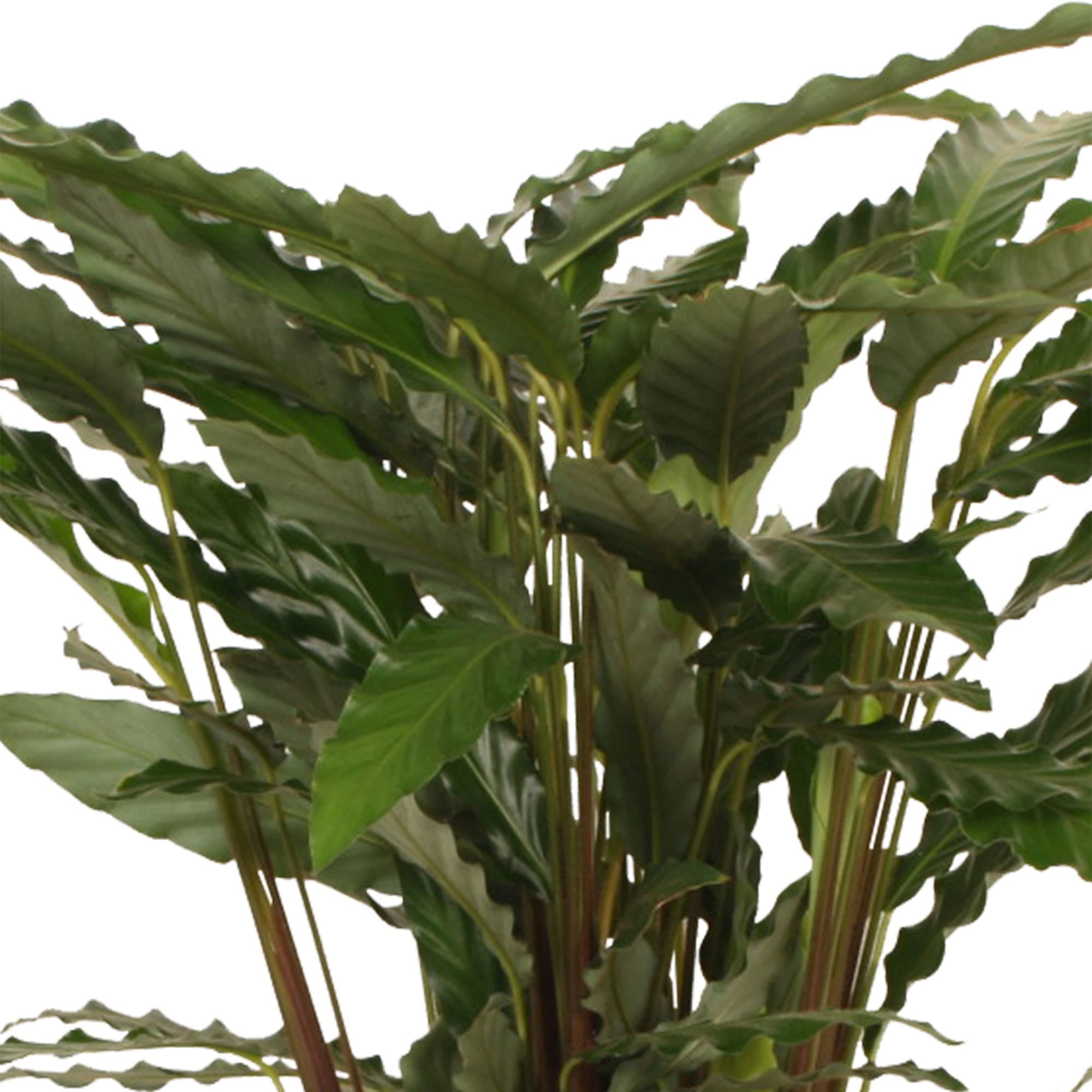 Calathea Rufibarba Tropistar Xl Calathea House Plant Prayer Plants Indoor |  Desertcart Gambia