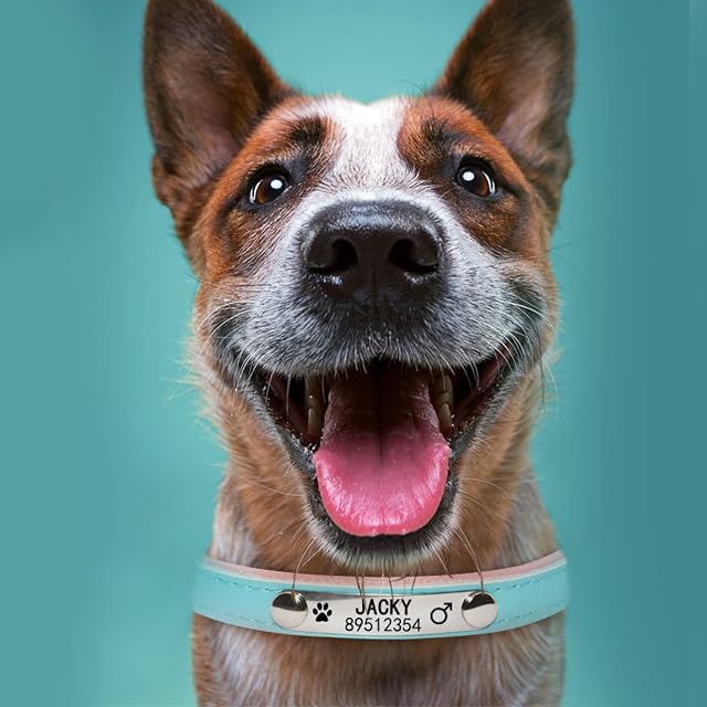 Foto 8 de 8 de Collar De Perro Mascota con Etiqueta De Nombre Grabada Personalizada para Perros Pequeños,Medianos…
