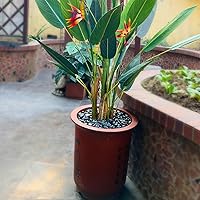 Vista 6 de Piedras negras suculentas y cactus de 2 libras, piedras pulidas decorativas naturales de 3/8 pulgadas, rocas de río para plantas