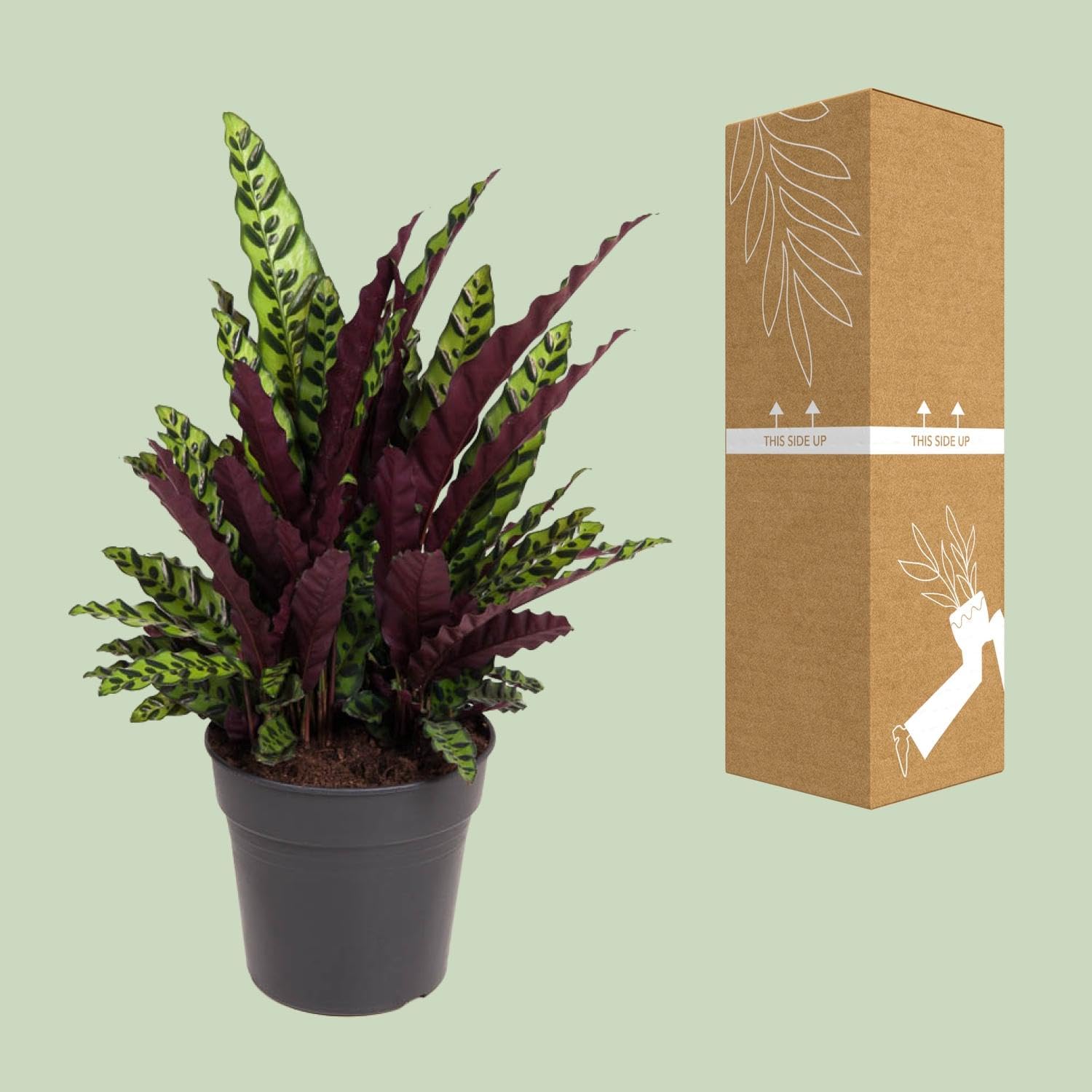 Kalatea Lancifolia - 60-70cm - Ø27cm - Roślina doniczkowa - Zimozielony