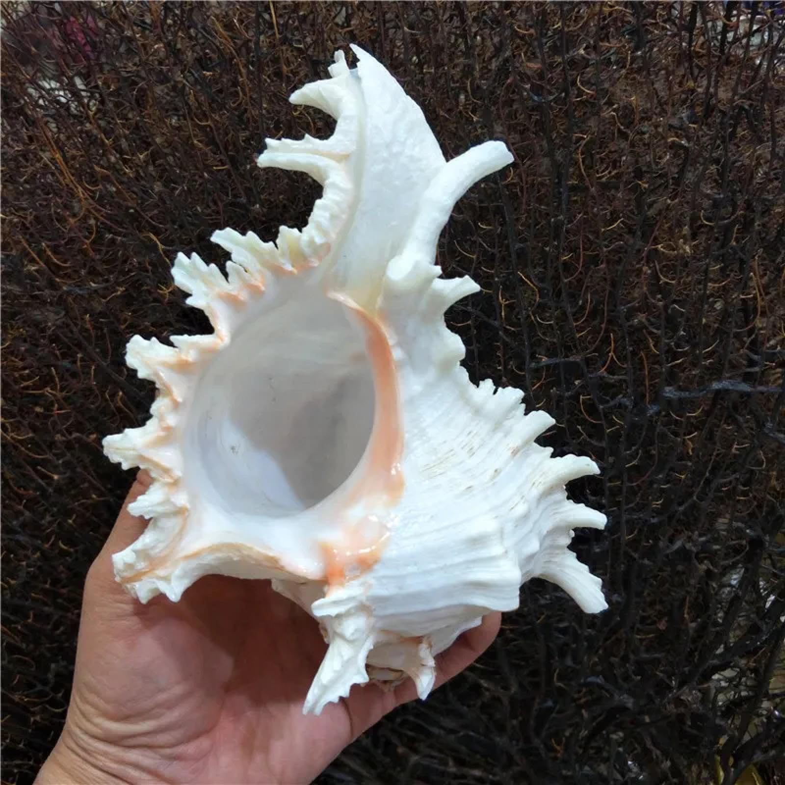 Conchiglie per decorazione, 1 pezzo naturale grande Kirin lumaca Murex Ramosus Shell collezione regalo africano turbante conchiglia corallo conchiglia decorazione per la casa 12 cm-14 cm