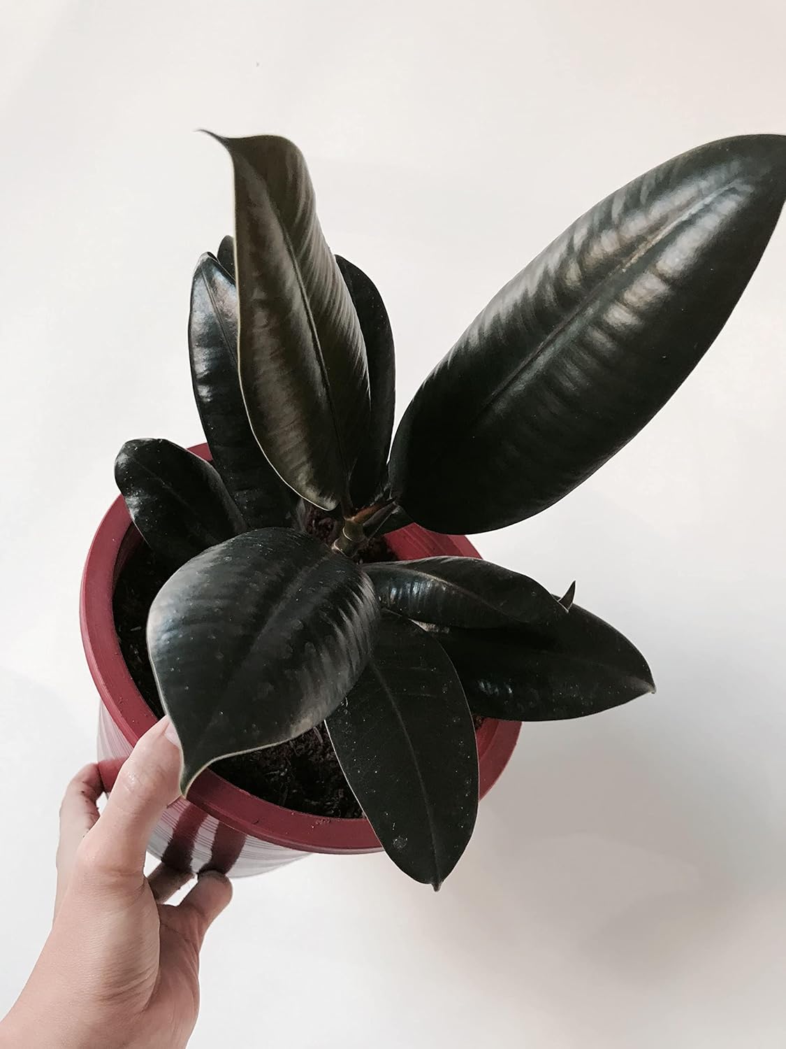 Cloud Farm Live Rubber Plant/Black Prince Rubber Plant for Indoor Home