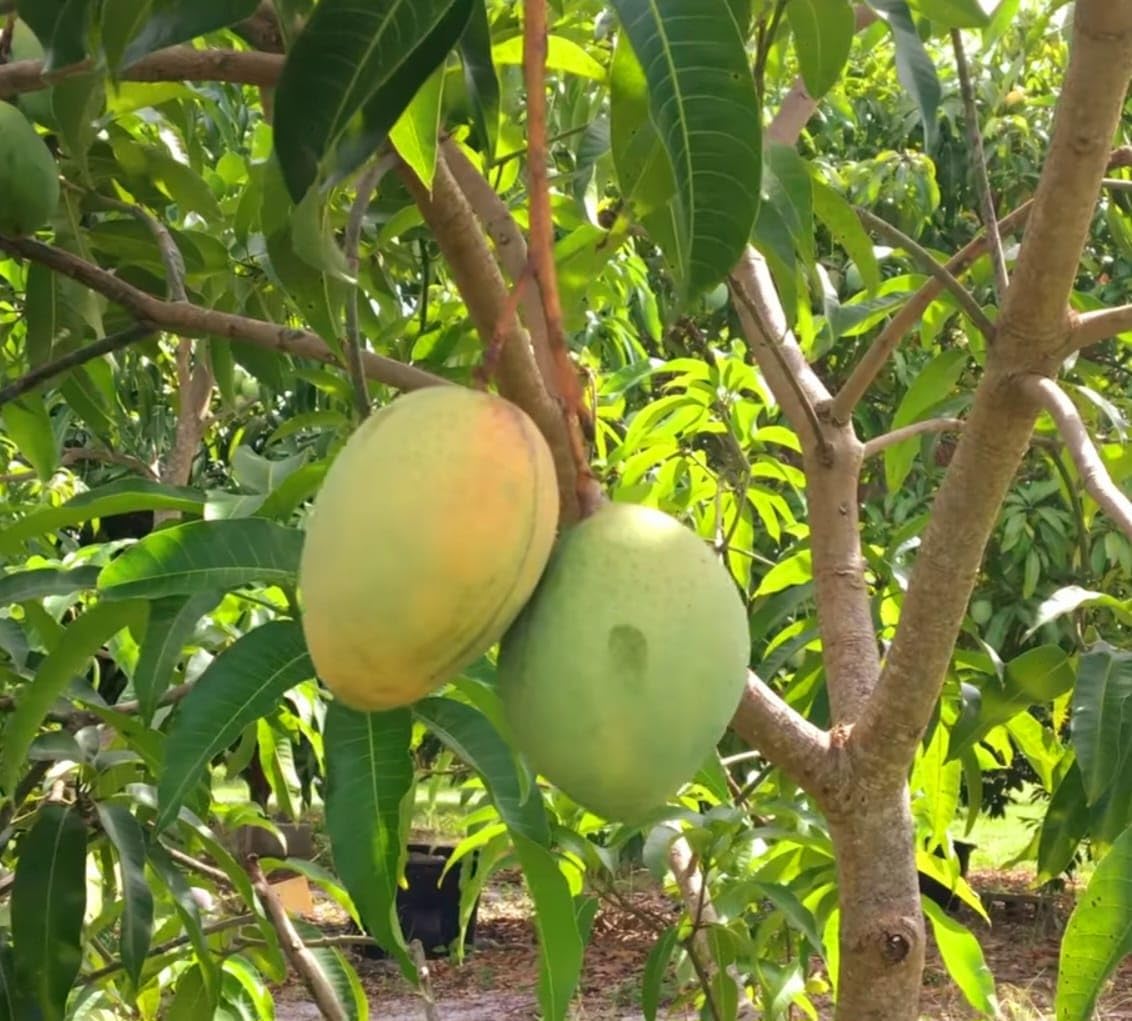 Garden Fields Coconut Cream Mango Plant-Grafted Variant Plant (B0CWB4874G) Amazon Price History, Amazon Price Tracker