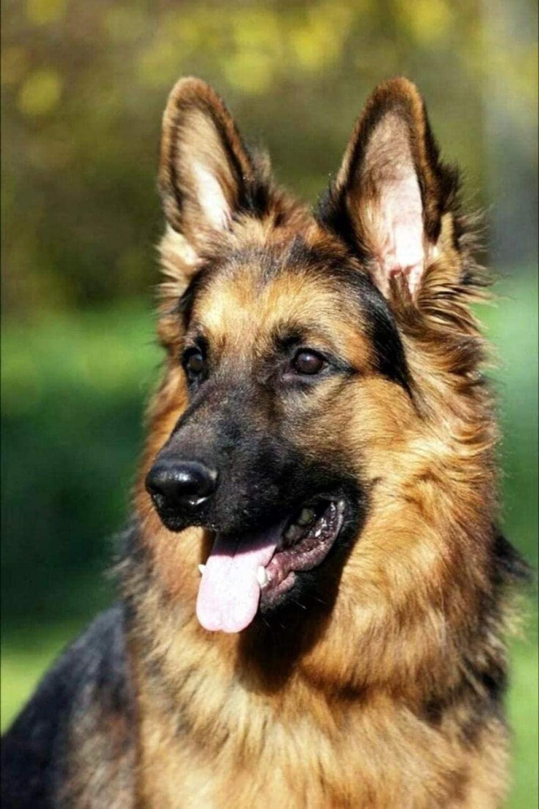 Vimisa Clear 5D Diamond Painting Kits For Adults,German Shepherd Dog Full Drill Crystal Rhinestone Diamond Art Gem Painting，Diamond Painting Animals For Home Wall Decor -15.7×19.7Inch(Round Drill)