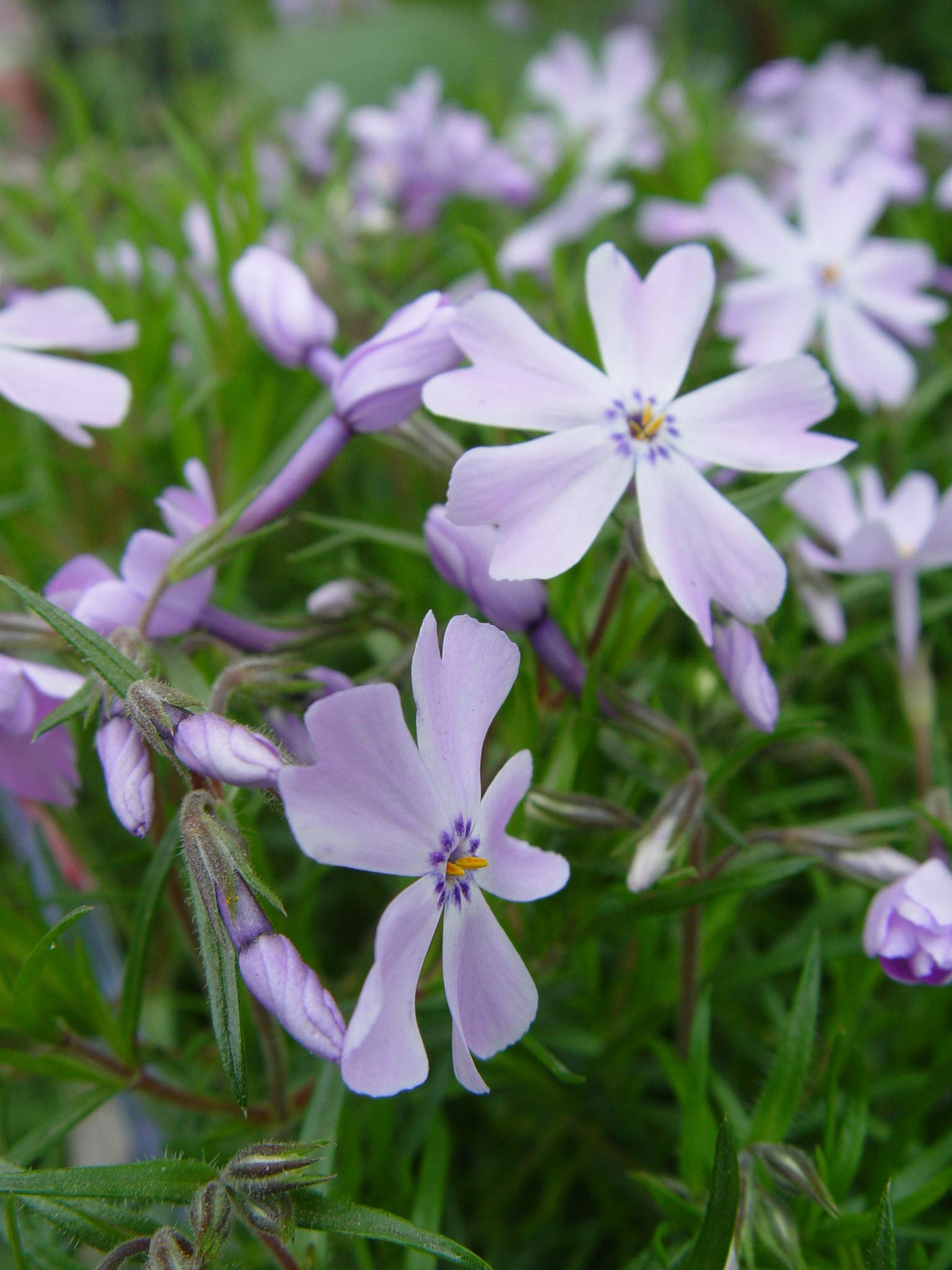 Amazon.com : Phlox subulata 'Emerald Blue' (Moss Phlox) Perennial