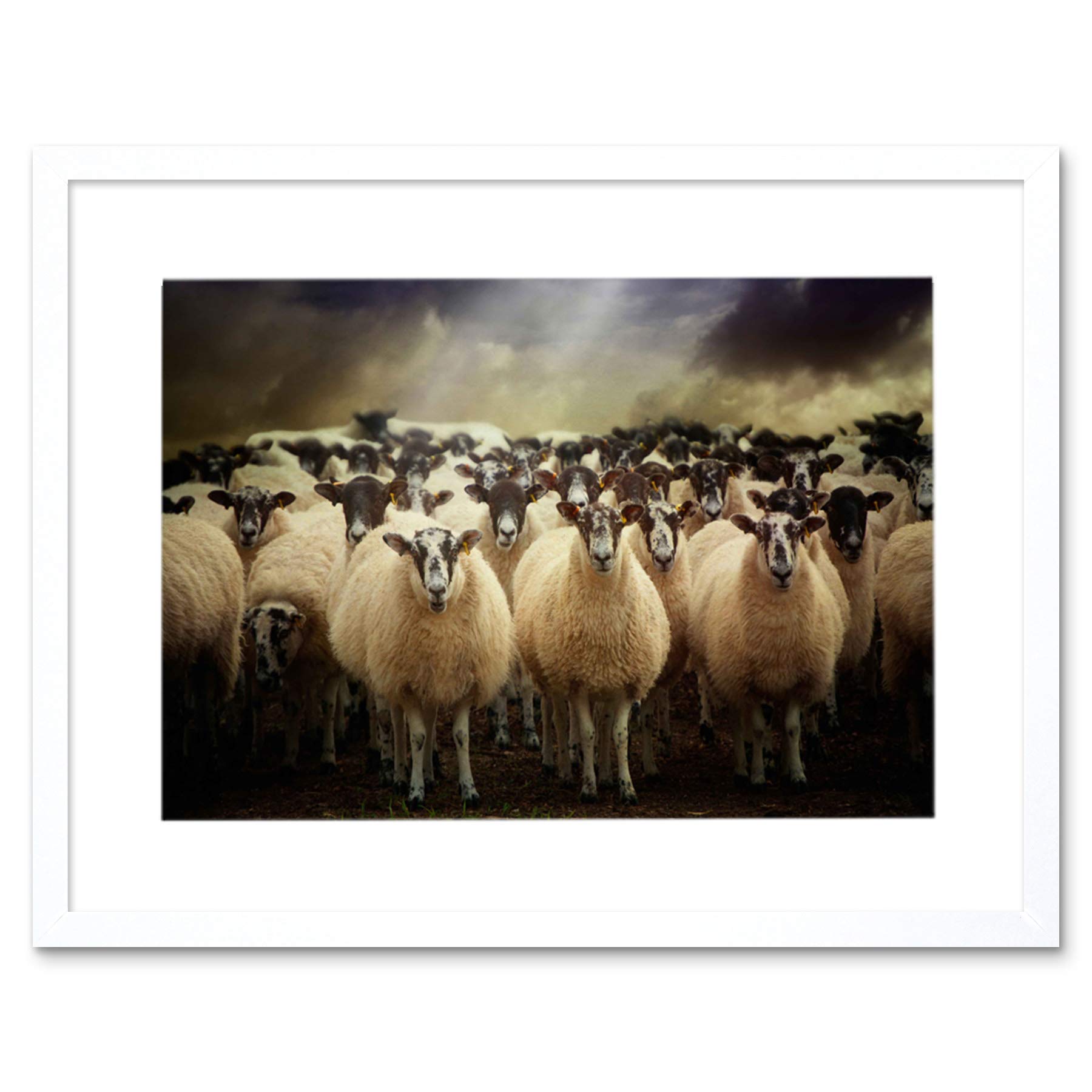 Wee Blue Coo Sheep Flock Farm Animal Photo Wood Frame Picture Poster Art Gift F12X1058