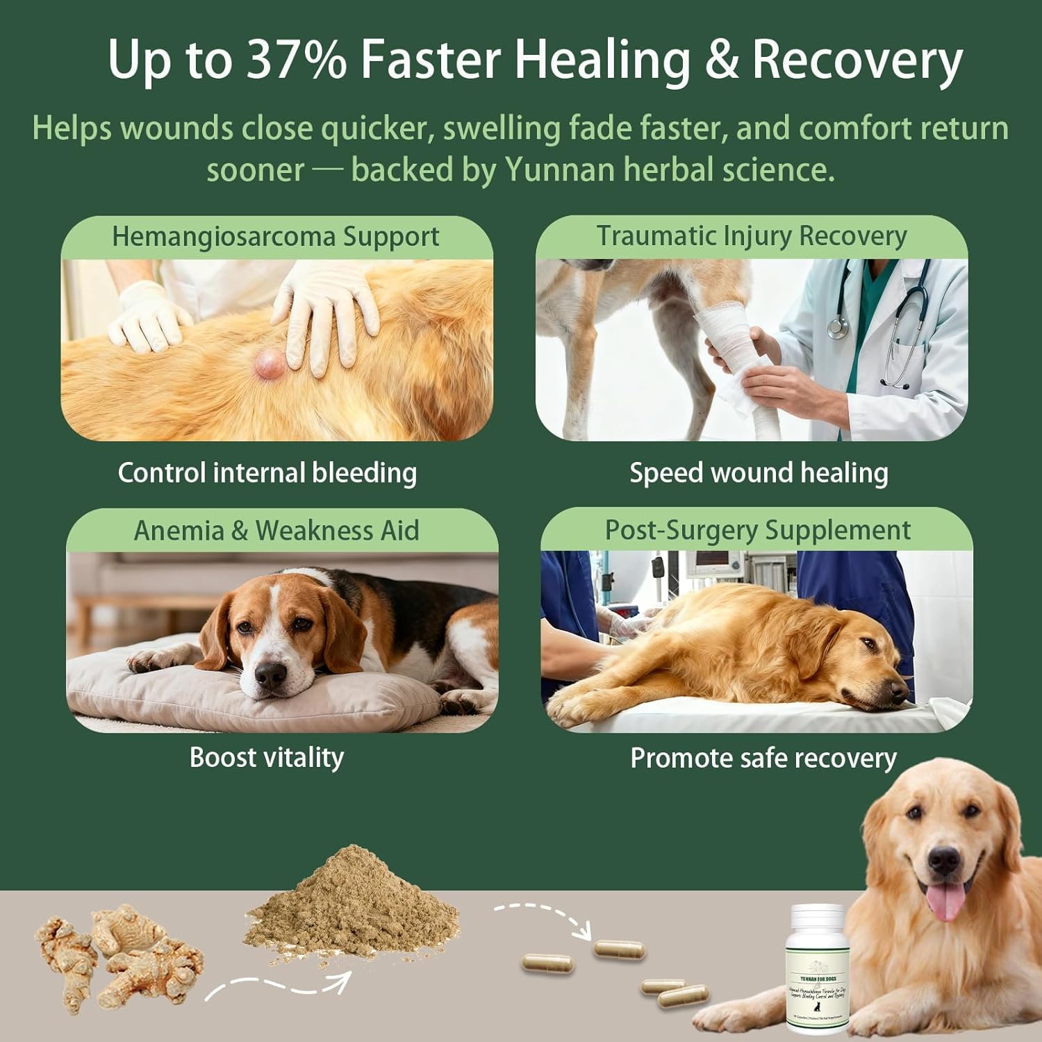 yunnan Sanqi Capsules for Dogs – Pure Herbal Fast-Acting Blood Support for Hemangiosarcoma, Hemoabdomen,Pericardial Effusion,Cancer Bleeding, Ulcer-Related Bleeding, Bloody Stools–90 Capsules