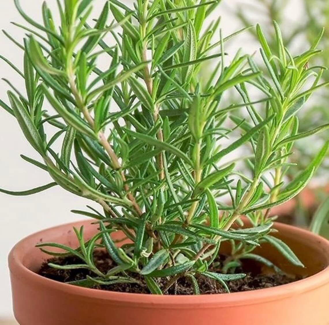 Gromax India Rosemary seeds Fresh Herb plant "Hybrid" Seeds Best For Your Home Gardening & Planting (B0D5BH84T1) Amazon Price History, Amazon Price Tracker