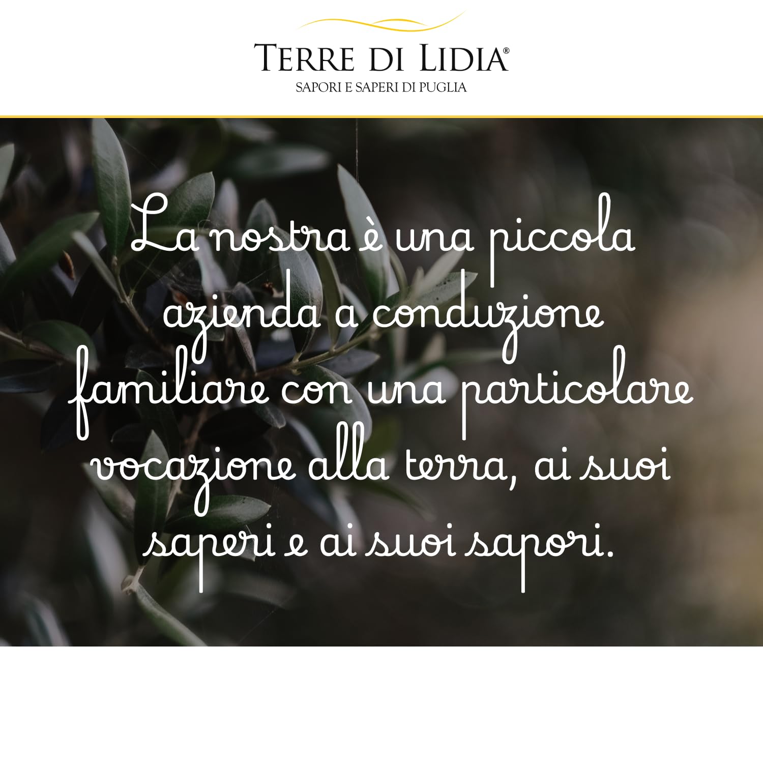 Terre di Lidia - Olio extravergine di oliva - 1 Latta da 5 L - Filiera corta, Campagna 2025/2026, Estratto a freddo - Varietà Ogliarola, Gusto Delicato - Produzione 100% italiana