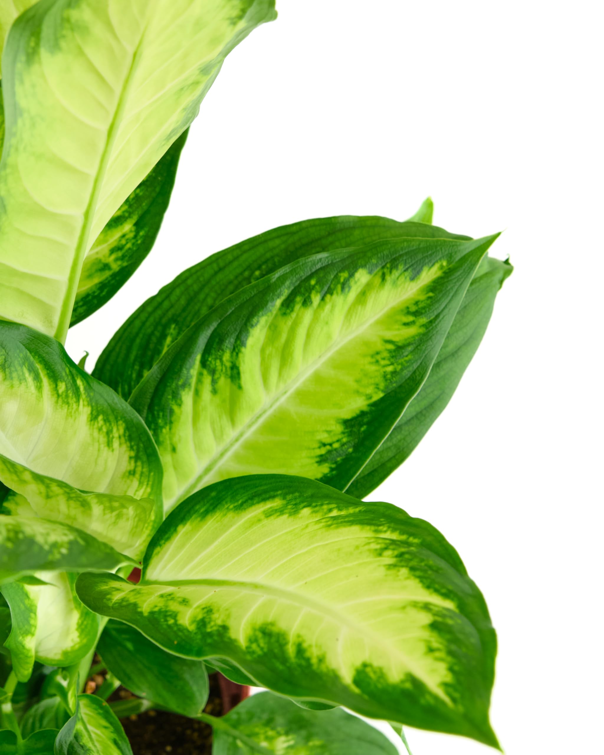 norfolk island pine indoor plant care Norfolk Island Pine | small