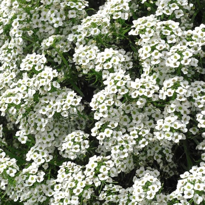 Buy Flower Seed Alyssum Carpet of Snow Hardy Annual Ground Cover Summer