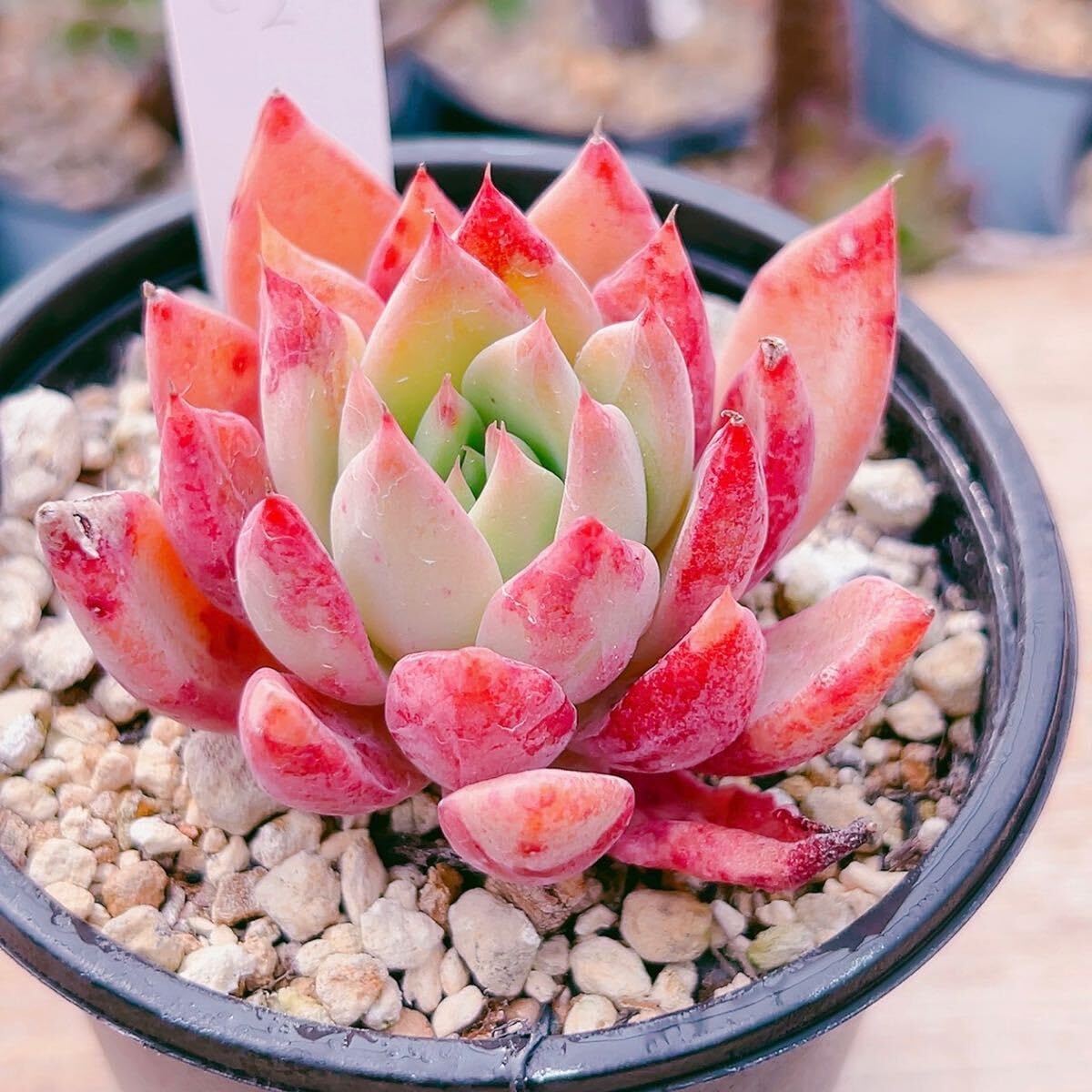 多肉植物　レア　アニー　韓国苗 アニー エケベリア カット苗 | 多肉植物カット苗の通販
