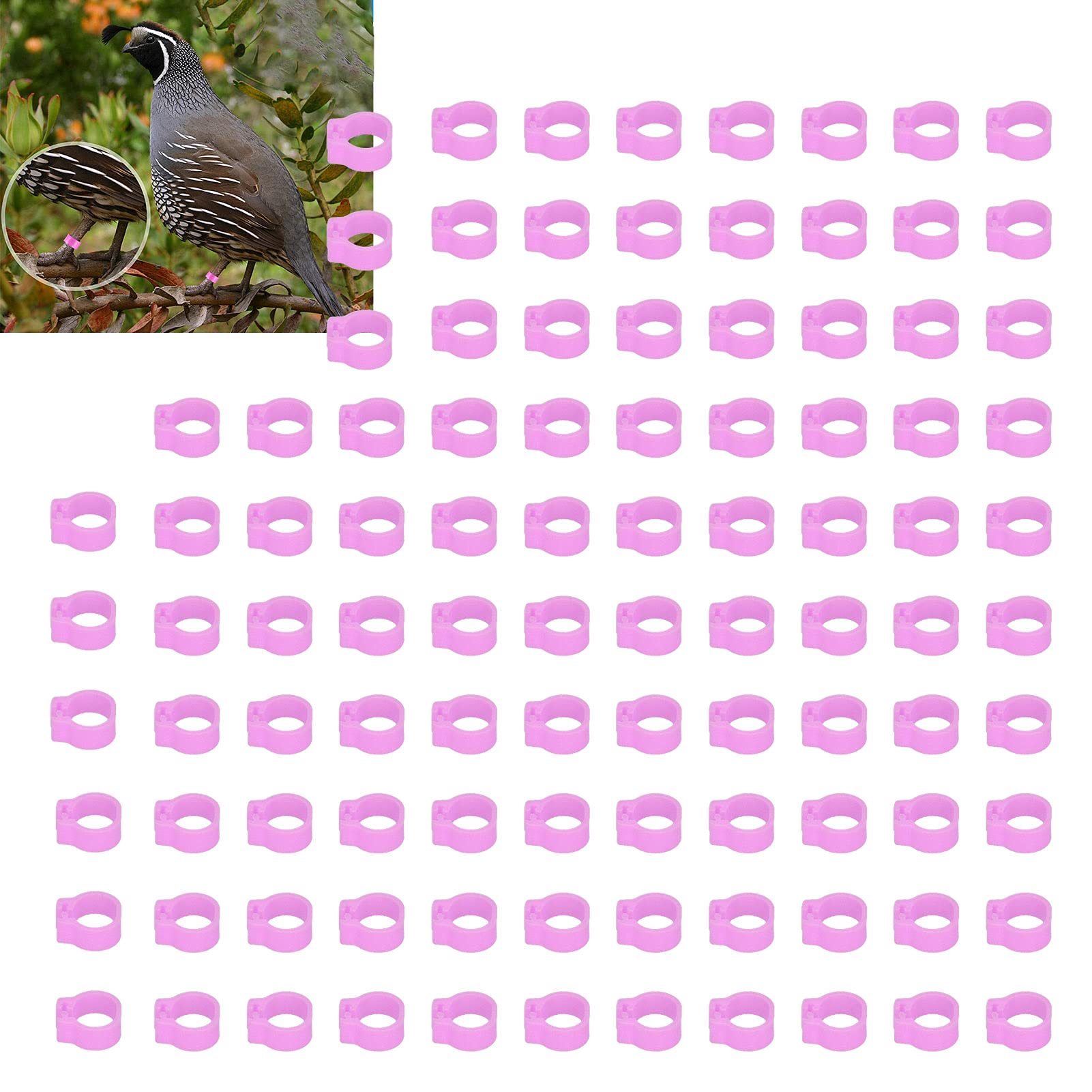 100PCS 8mm Pigeons Leg Bands - Easy to Install & - Suitable for Identification ()