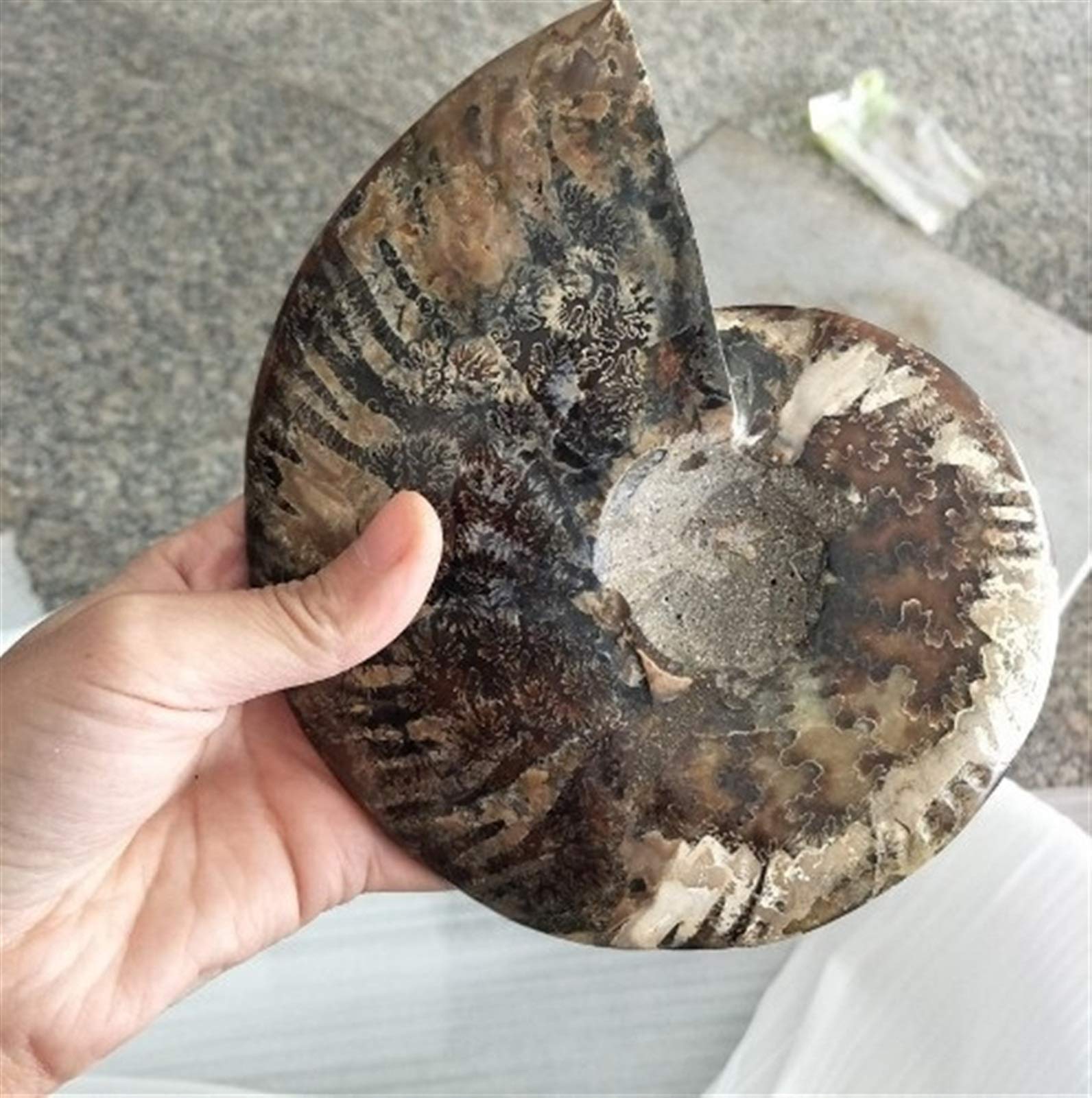 Fossiles de Grande Taille Ammonite Iridescent Stones Naturelles et Minéraux Specimen Accueil Décoration