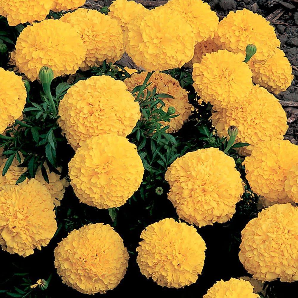 LIVE GREEN Flower Seeds | Marigold Inca yellow | Dwarf Variety | F1 Hybrid | Flower Seeds | For Home Garden | Pack of 50 Seeds (B0995HH3K2) Amazon Price History, Amazon Price Tracker