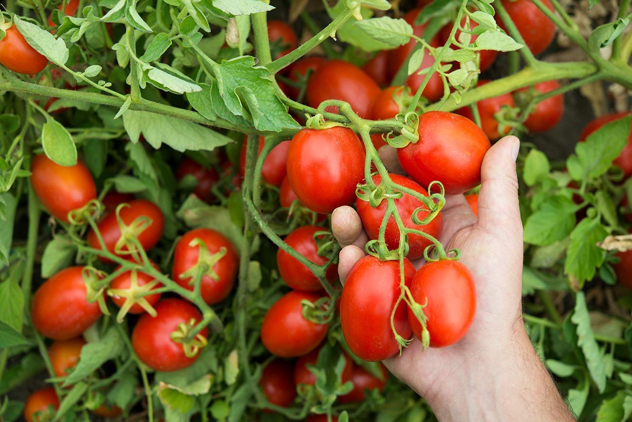 Mutti — 24.5 oz. 6 Pack of Tomato Puree (Passata) from Italy’s #1 Tomato Brand. Sweet and velvety for recipes calling for Pureed Tomatoes.