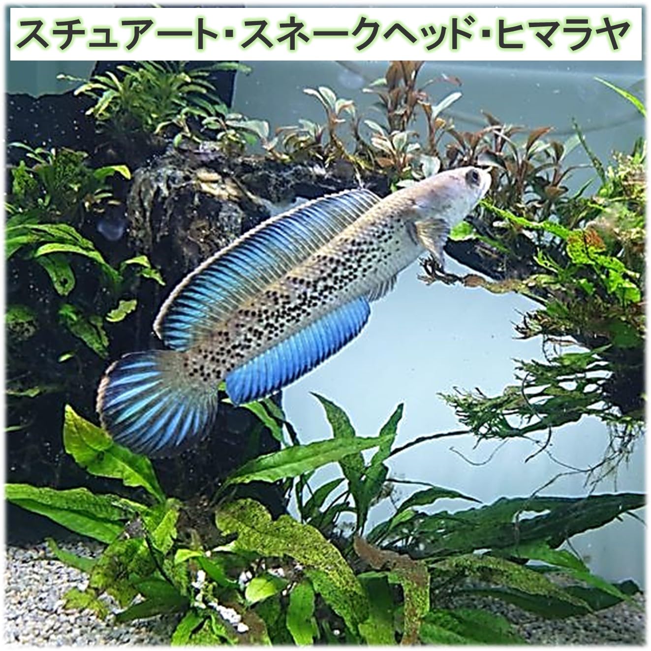 スチュワートスネークヘッド✨熱帯魚 淡水魚】【通販】大特価 スチュワートスネークヘッド【1匹 サンプル