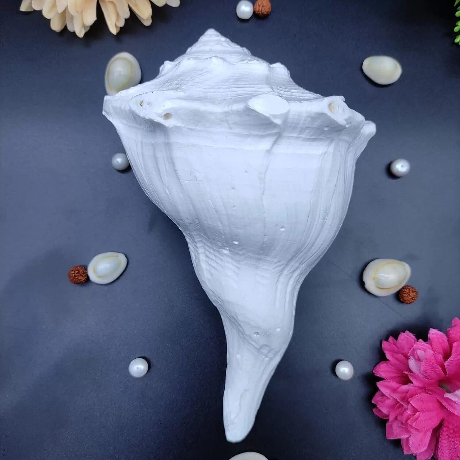 Exclusive Global Auspicious Small Dakshinavarti Shankh Hindu Havan Puja Godess Laxmi Home Temple