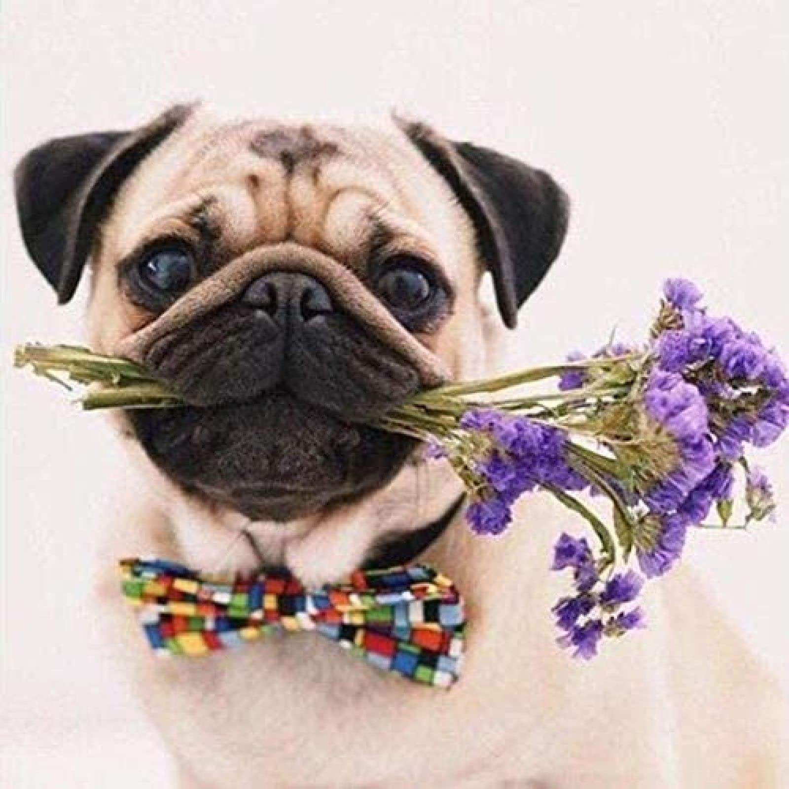 znwrr Diamond Painting for Adults Pug Dog 5D DIY Diamond Art PaintingKits Pet Painting by Numbers Drawing Diamond Crystal RhinestoneHand Painted Art Home Decor Gifts 30x40cm