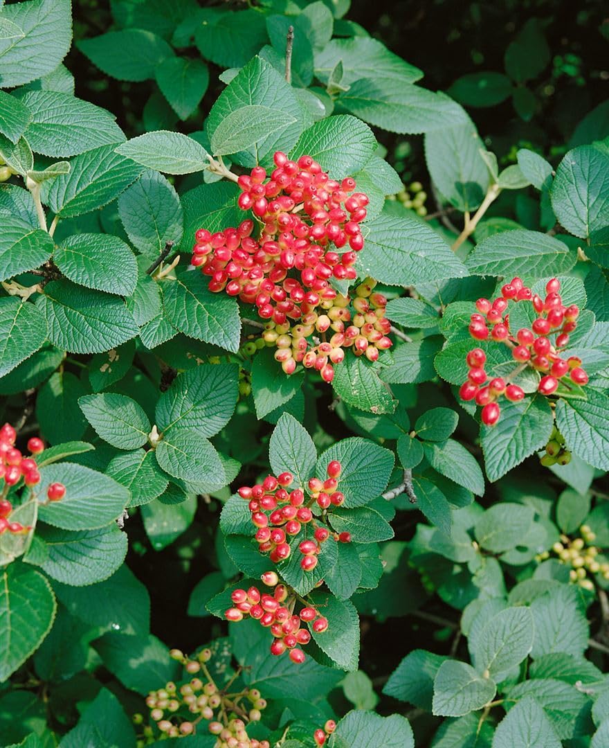 Wolliger Schneeball Viburnum lantana 150-200 cm Heckenpflanze winterhart | Sichtschutzhecke, sonnig bis halbschattig, schnittverträglich, insektenfreundlich, robust, dekorative Blüten und Beeren