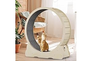 Cat Exercise Wheel: The Purrfect Way to Keep Your Indoor Cat Active and Healthy