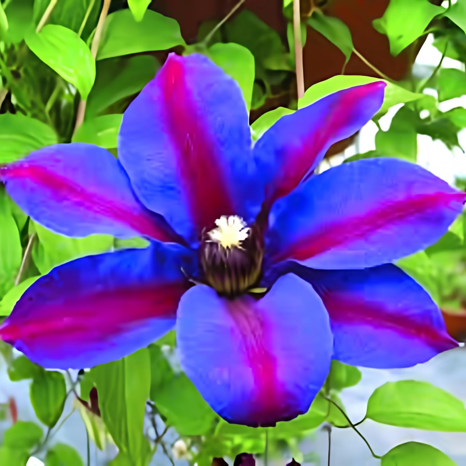 Purple Clematis Vine Plant Live for Planting, Fragrant Clematis Plant Live in 2.5 Inches Pot, Clematis Flowers Perennial