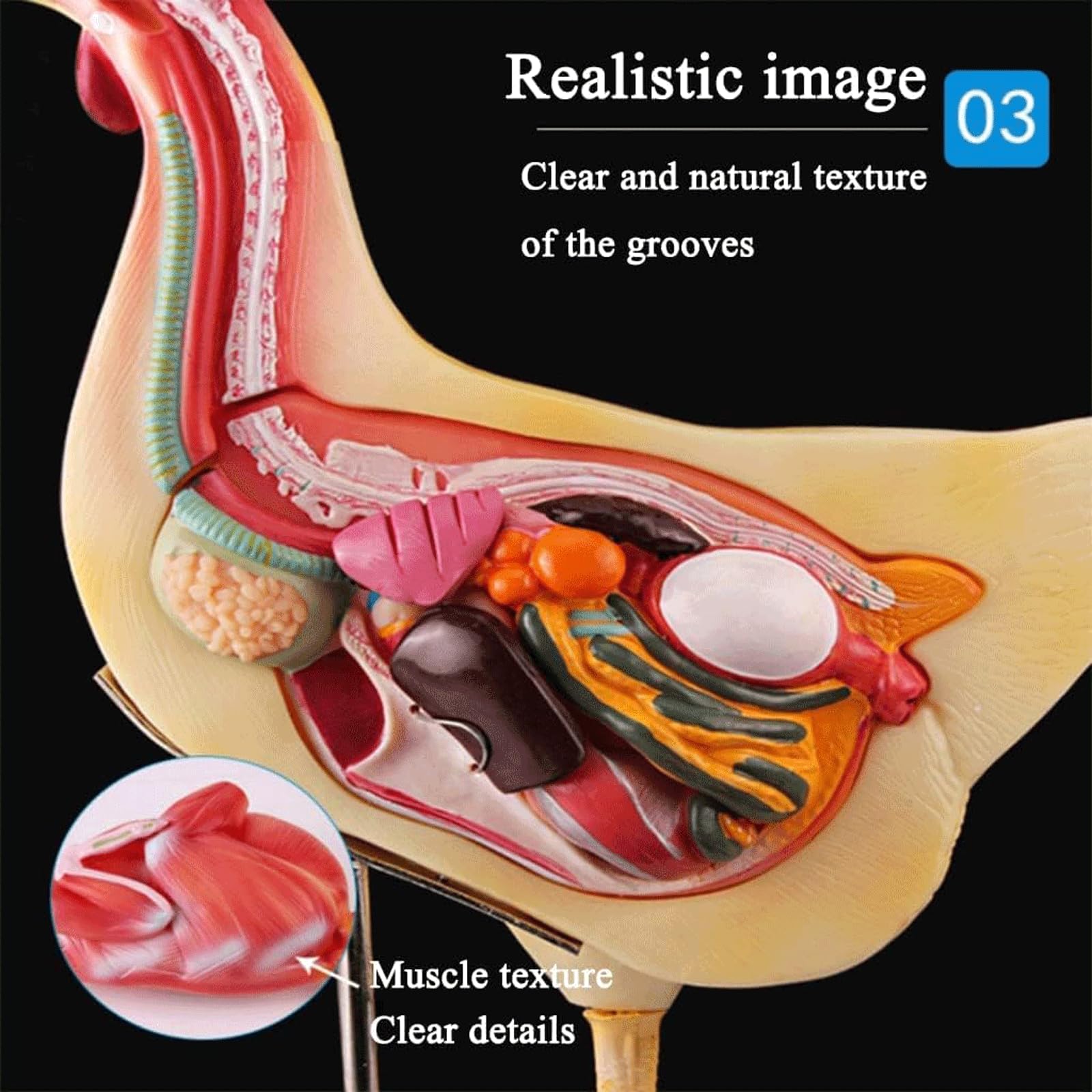Tierorganmodell Realistisches Huhn-Anatomie-Modus-Tier-Eingeweide-Forschungsorganmodell, abnehmbare Biologie für die Demonstration des Tierunterrichts Anatomiemodell