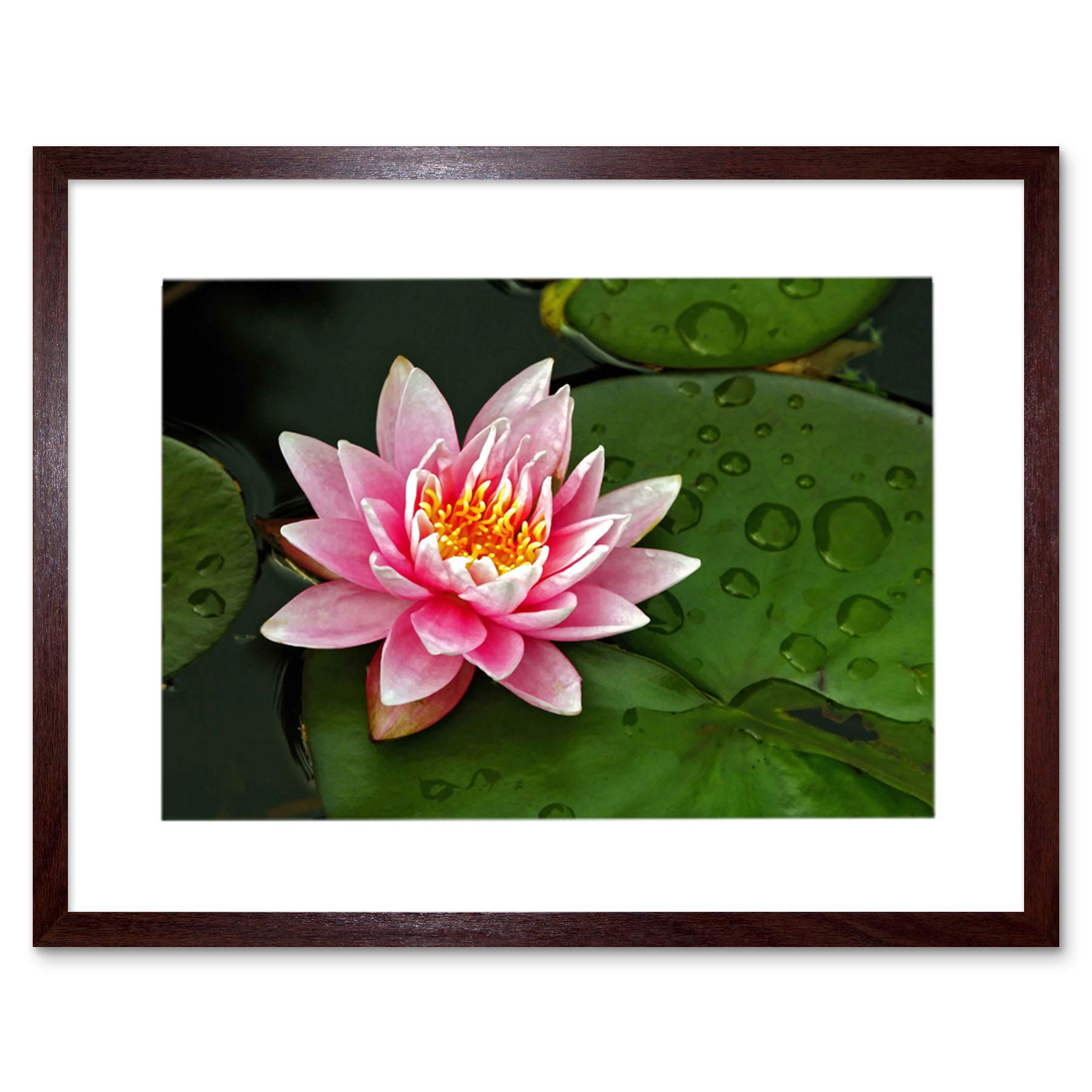 Wee Blue Coo Lotus Flower Lilly Pad Pink Photo Framed Wall Art Print