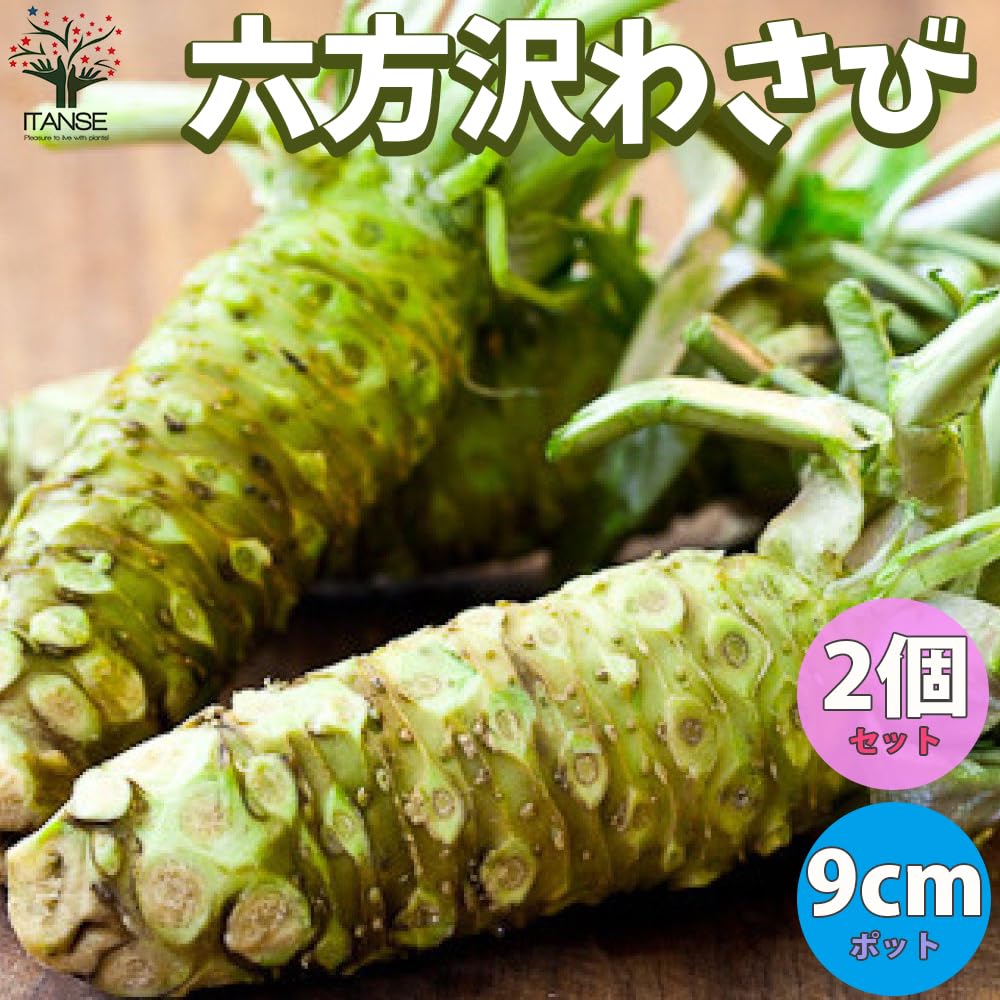 Amazon.co.jp: ITANSE 六方沢わさび 水陸両用わさび 9cmポット 2