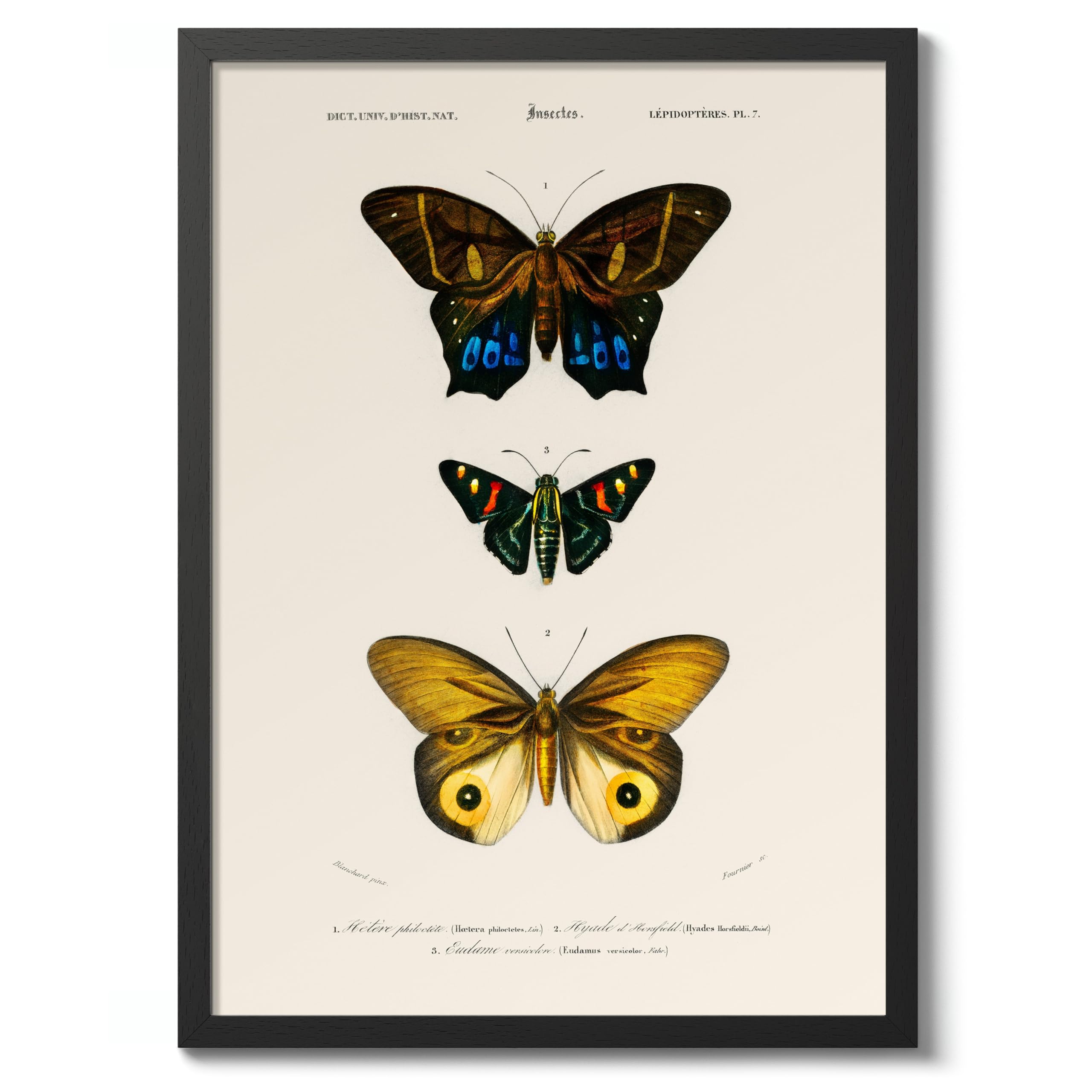 Butterflies, Yellow Poster, Vintage Botanical Art Prints, Retro Encyclopedia Illustration Wall Art Plants Botany Pictures, Bedroom Living Room Home Decor, A3 (Black Frame) - 45x32.8cm โ image 1