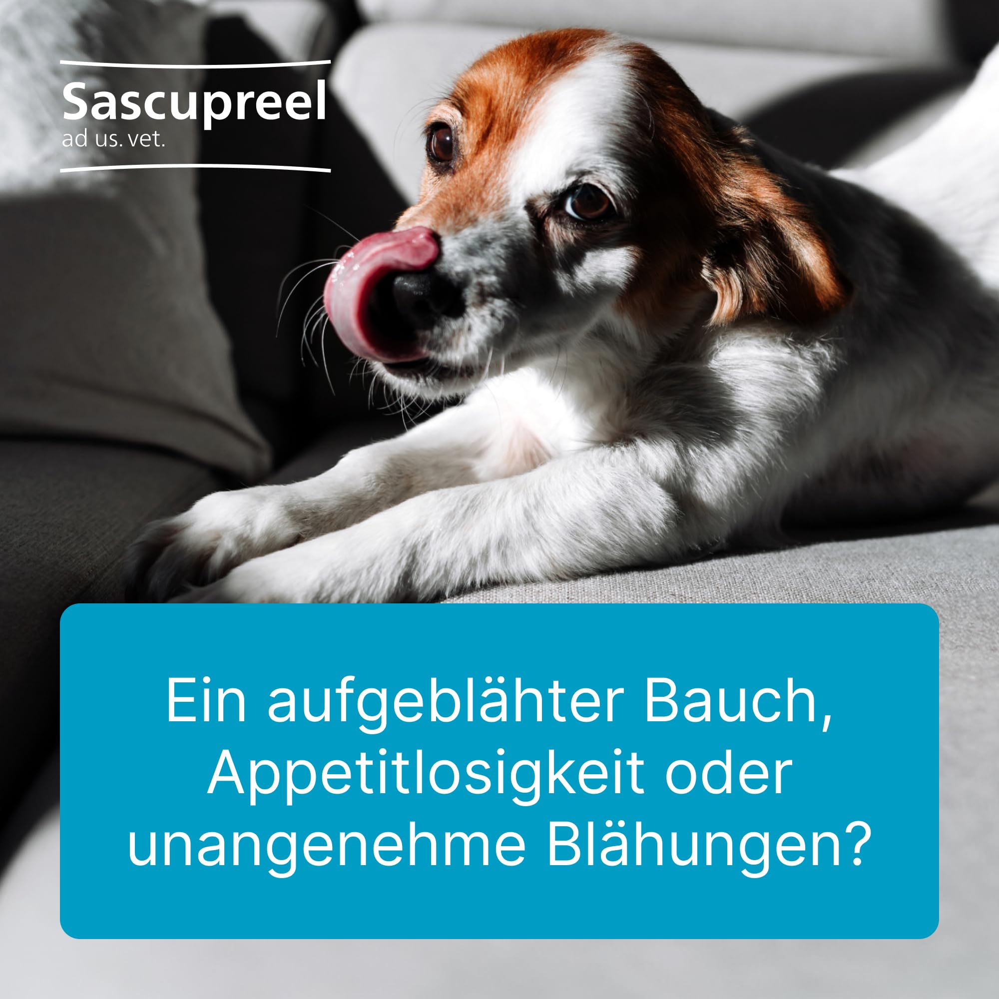 500 Tabletten, Wenn es im Bauch zwickt und zwackt! | Natürliches Tierarzneimittel für Hunde, Katzen und Pferde, Made in Germany