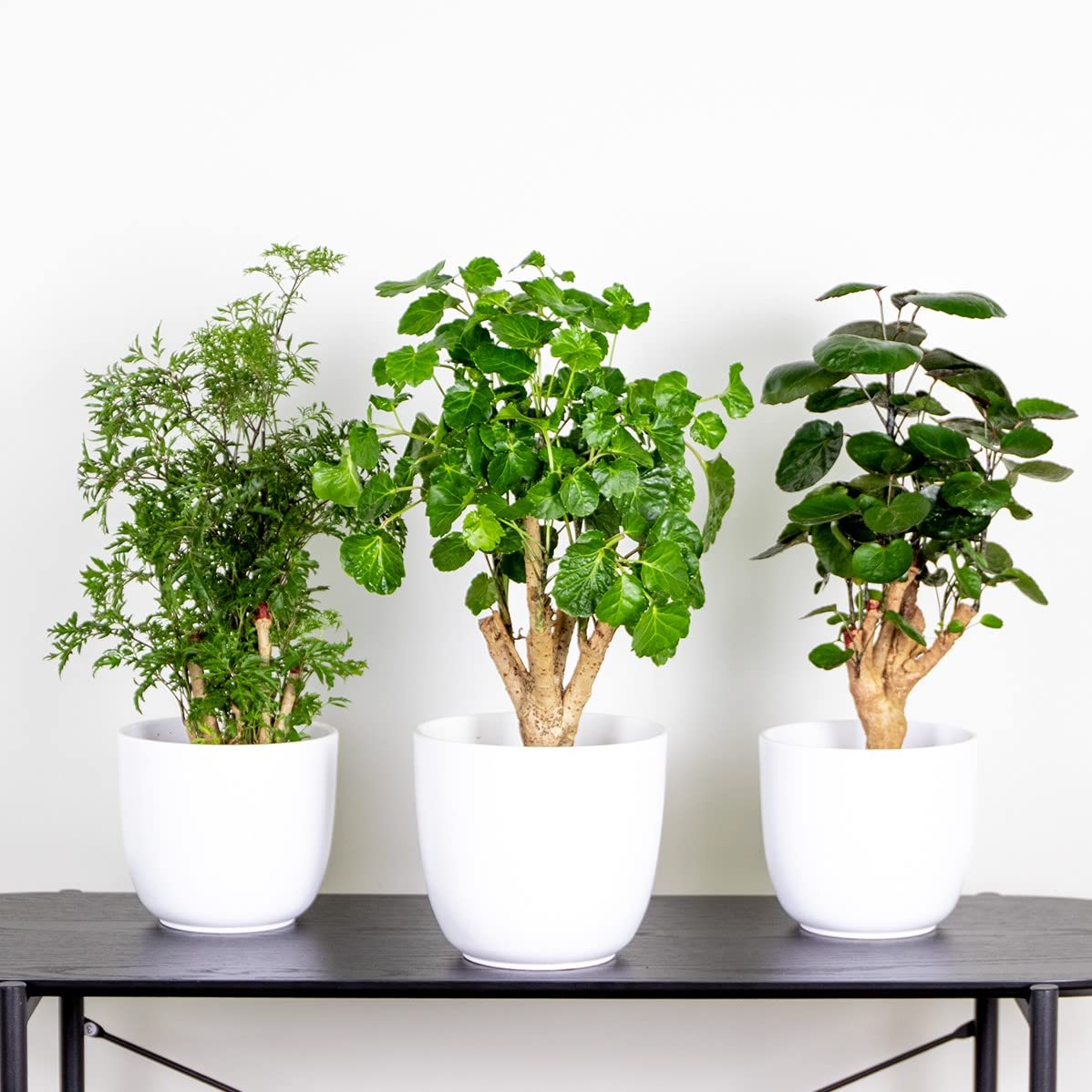 Bloomique - Mix de 3 Polyscias - Aralia - ‘Fabian’, ‘Ming’, ‘Green Lemon’ - Plantas de interior - Apta para mascotas - Altura 30-40 cm - Maceta 12 cm
