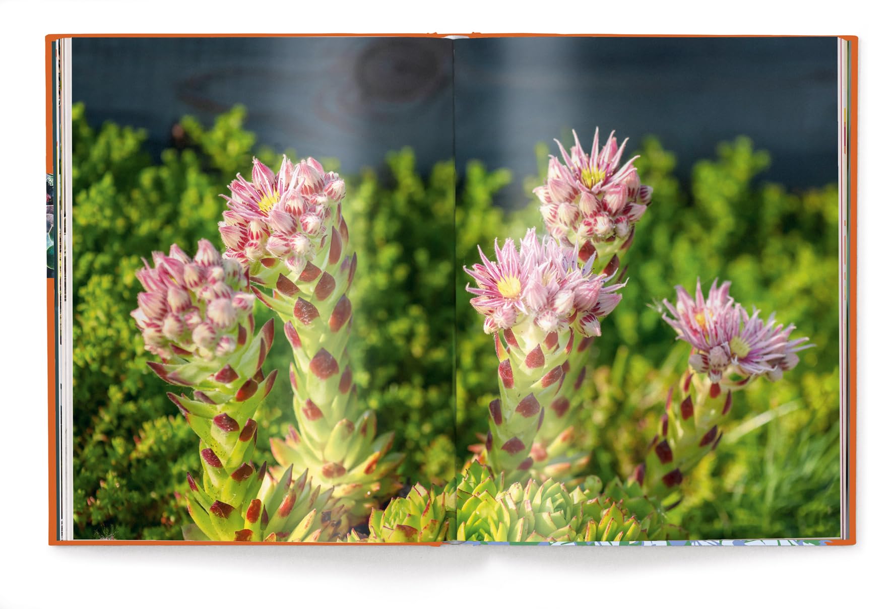 Floramour: Succulents / Sukkulenten /anglais