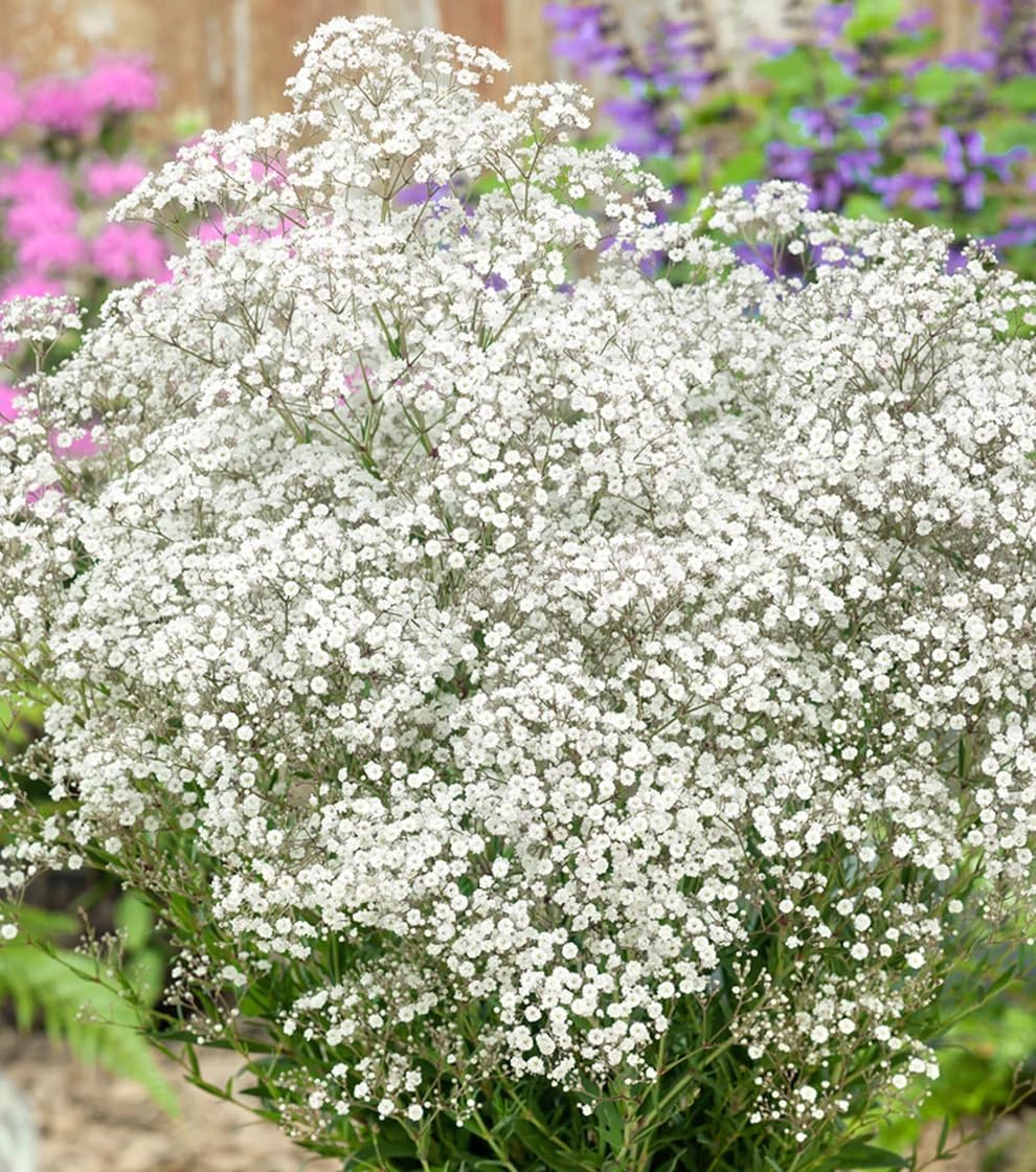 Votaniki White Baby's Breath Perennials, Tiny Flowers