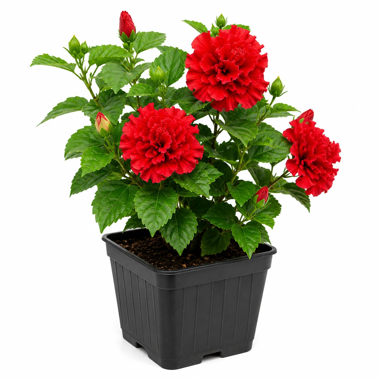 Live Double Petal Red Hibiscus Flower Live Plants| Most Beautiful Indian Plant| Panch Mukhi Red Hibiscus|For Pooja| Home Gardening| Outdoor & Indoor Planting With Pot-image-45