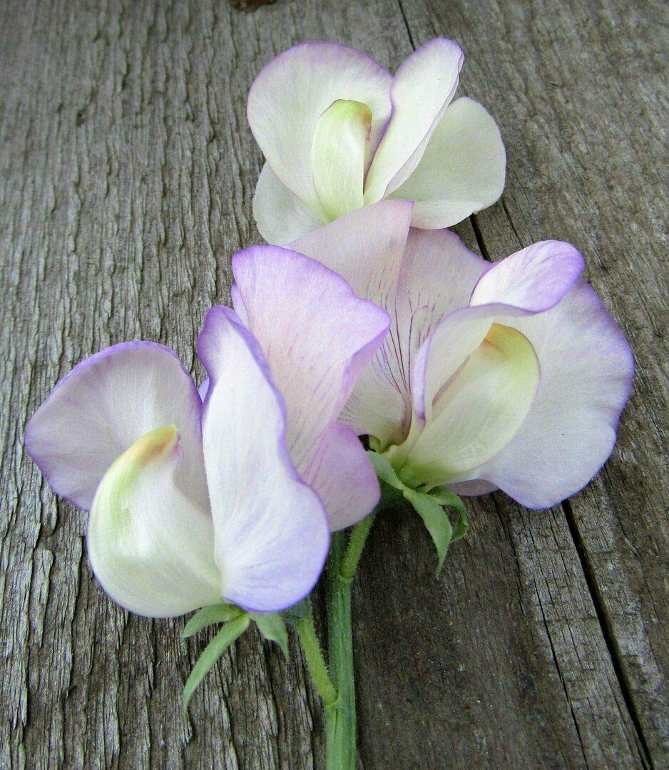 Sweet Pea High Scent x100 Seeds one of The World's Most Fragrant Sweet peas(LP)