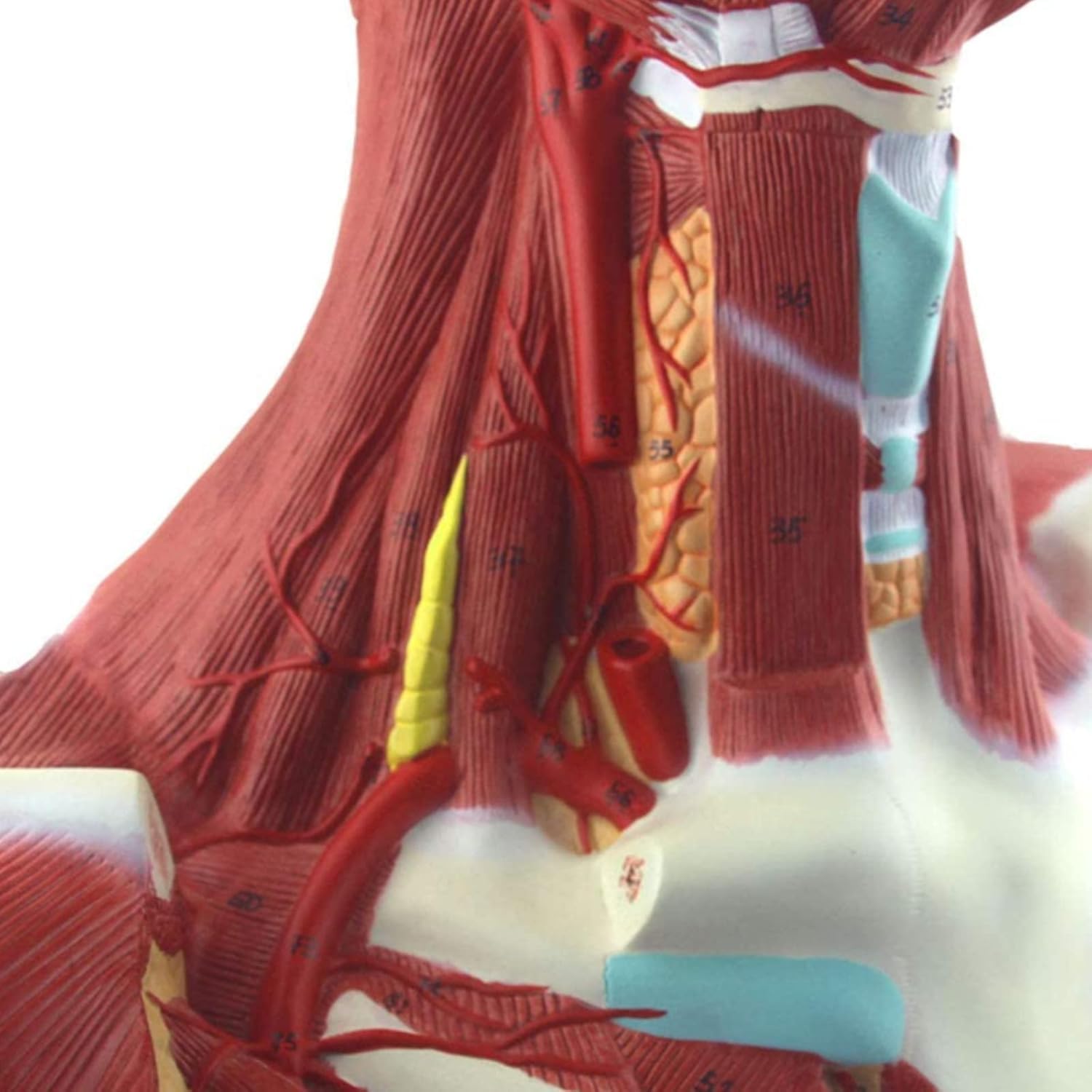 Modele Anatomii Medycznej Ludzkiej Głowy I Szyi, W Tym Mięśni, Naczyń Krwionośnych, Nerwów I Modeli Anatomii Mózgu, Są Wykorzystywane Do Nauczania I Szkolenia Materiałów Medycznych