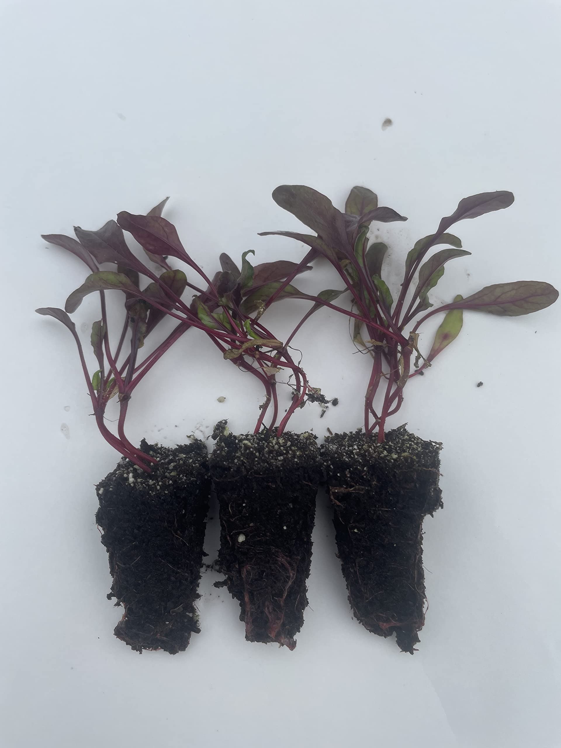 Mixed Pack Beetroot Plug Plants Grow Your Own Vegetables from Our Premium Quality Plants 'Ready to Plant Now' Young Vegetable Plants ECO Friendly Packaging (4, Mixed Pack)