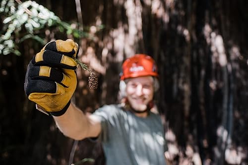 Miniatura 4 de Coast Redwood  Plántula de árbol mediano  The Jonsteen Company