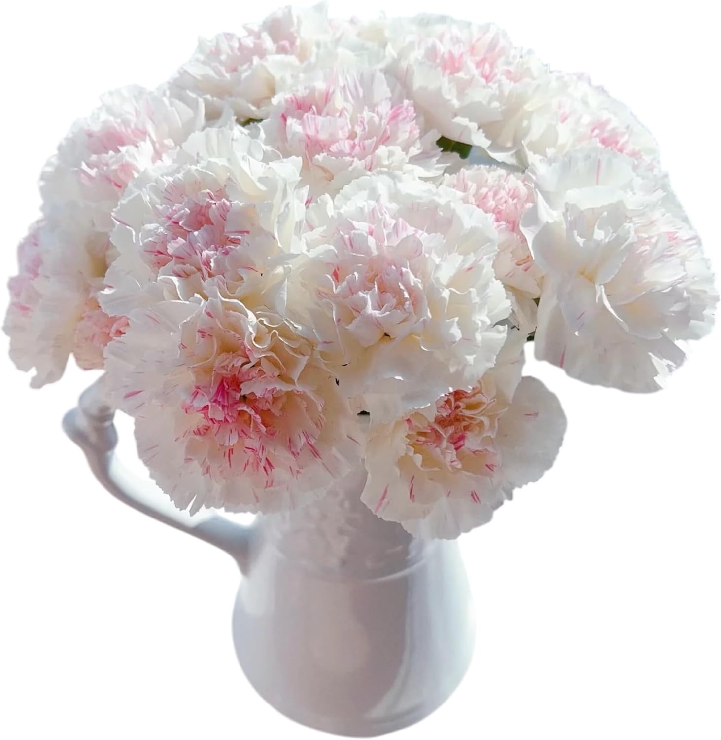 Fresh Cut Flowers Yukarri cherry Carnations 38 Stems Hydroponic Flower Arrangement Gifts for home decoration birthdays anniversaries healing, sympathy friendship and love