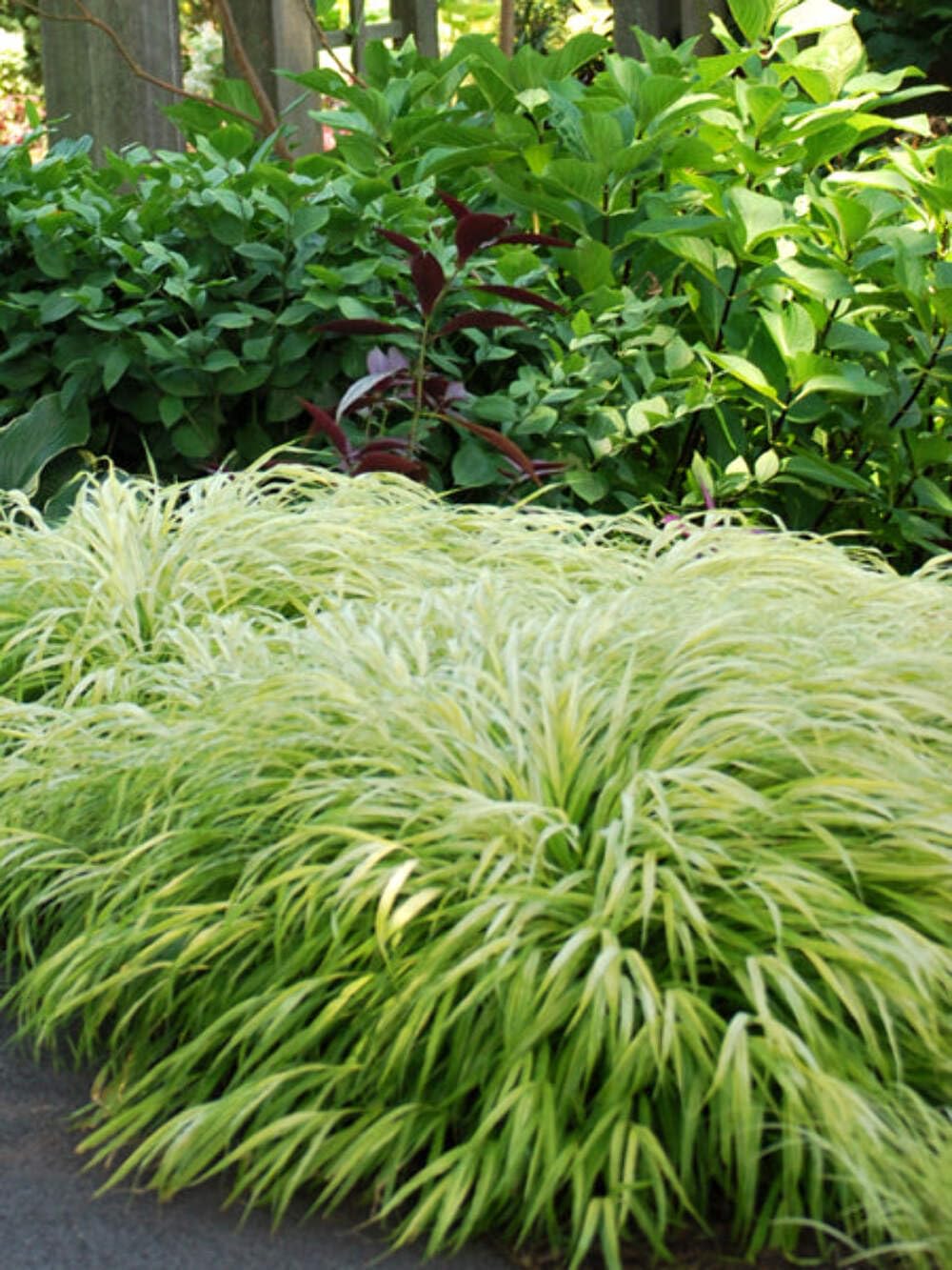 Hakonechloa All Gold #1 Container
