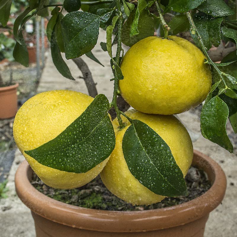 Platone_Lemon Plant_Pomelo Big Size Citrus/Lemon Plant. CF1_One Healthy Plant In a Plastic Bag_xspl-M137