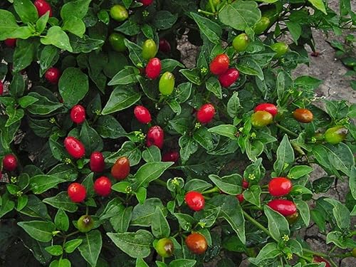 Miniatura 7 de Chile Pequin Peppers - Pequeños chiles rojos brillantes - Empacan un ponche (100 - Semillas)