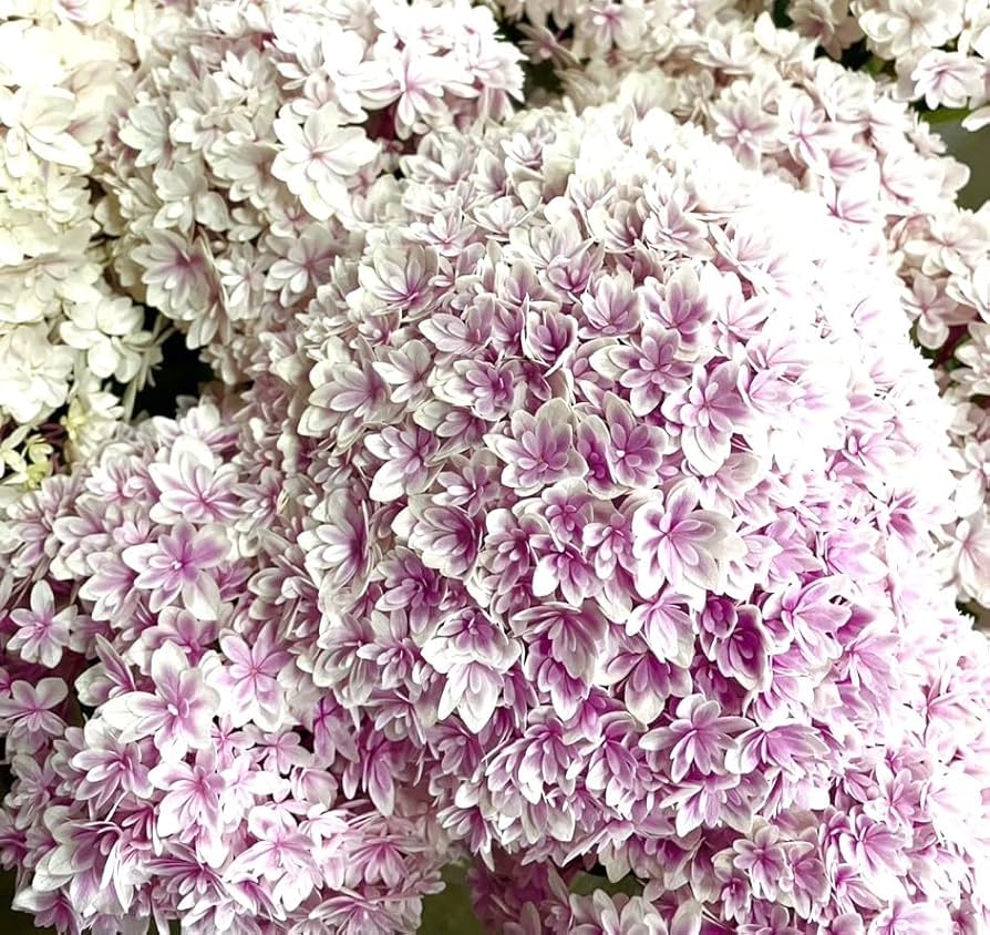 Amazon.co.jp: あじさい 紫陽花 鉢植え アジサイ 5号鉢 … (響