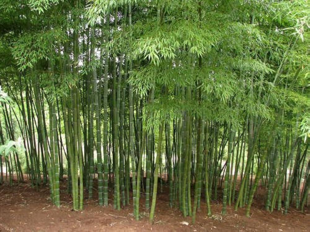 chinese bamboo seed Pack Of 120 (B0CQMGT87Y) Amazon Price History, Amazon Price Tracker