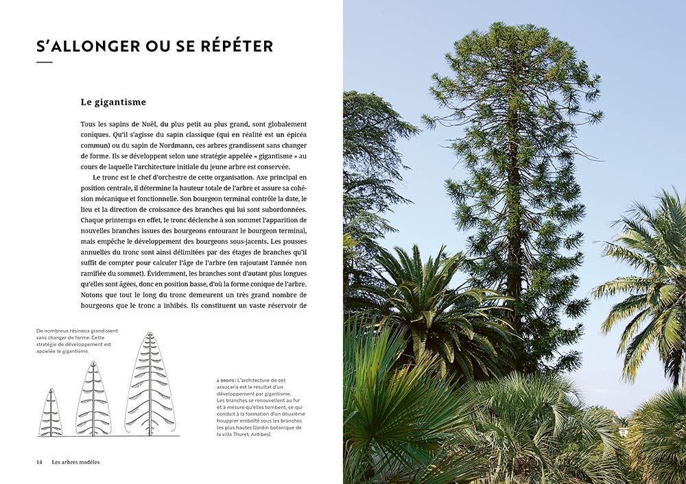 Face aux arbres: Apprendre à les observer pour les comprendre