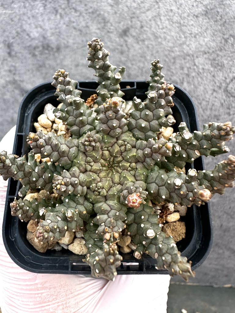 Amazon｜【現品限り】ユーフォルビア・タコモノ hyb【A21】 Euphorbia